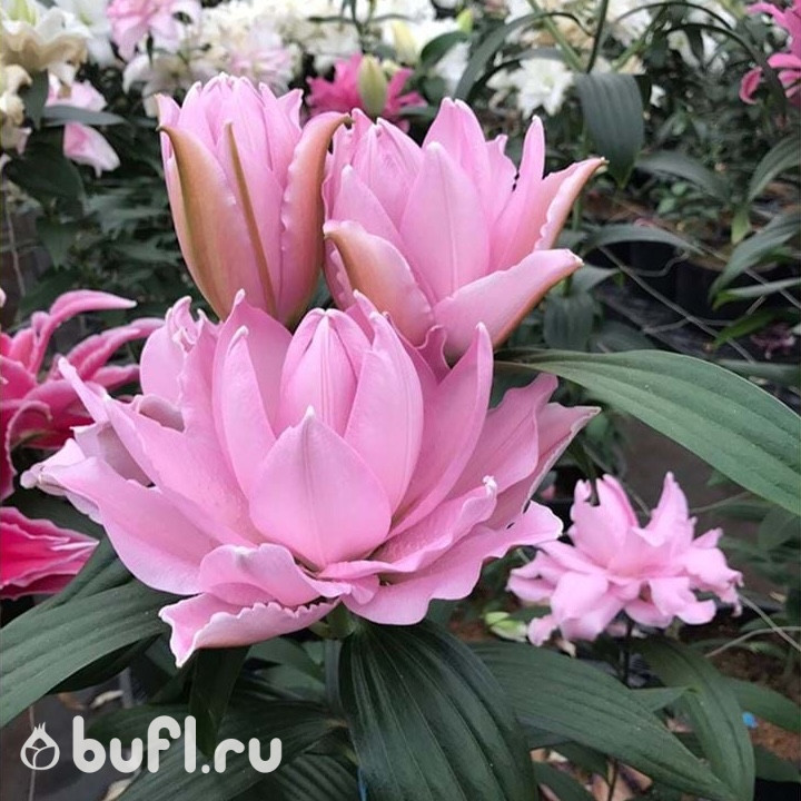 Лилия Roselily Cordula