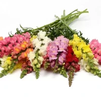 Львиный зев Antirrhinum Garden Mix (10 семян)