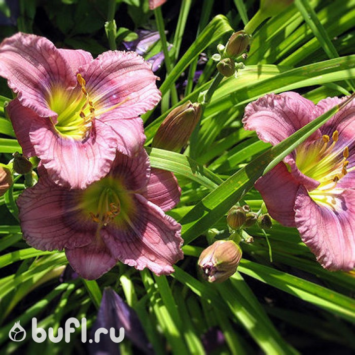 Лилейник Siloam New Toy