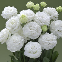 Эустома Corelli Sugoi White (семена 5 шт.)