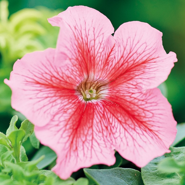 Петуния Grandiflora Red Veined (семена 10 шт.)