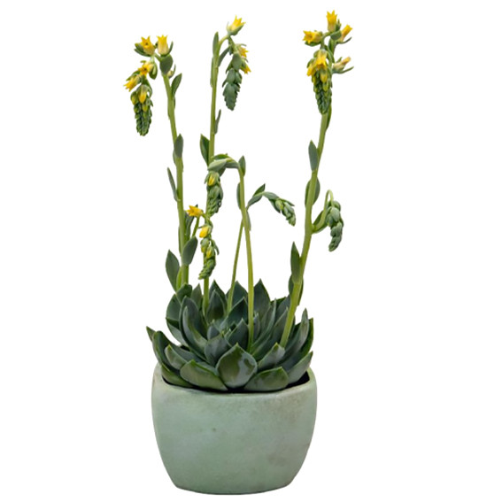 Эхеверия Пикока Urban Yellow (семена 10 шт.)