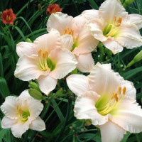 Лилейник Lullaby Baby