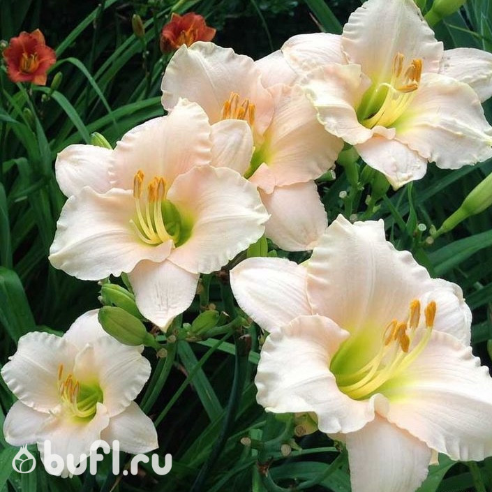 Лилейник Lullaby Baby