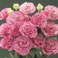 Эустома Corelli Sugoi Deep Pink (семена 5 шт.)