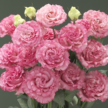 Эустома Corelli Sugoi Deep Pink (семена 5 шт.)