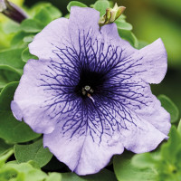 Петуния Grandiflora Blue Veined (семена 10 шт.)