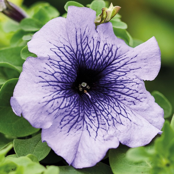 Петуния Grandiflora Blue Veined (семена 10 шт.)