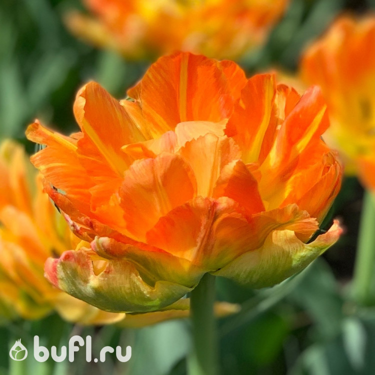 Bufl Ru Интернет Магазин Луковиц Цветов Отзывы
