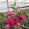 Лилия Roselily Floretta