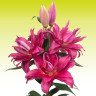 Лилия Roselily Floretta