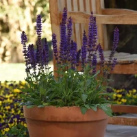 Сальвия (шалфей) Salvatore Blue (семена 10 шт.)