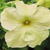 Петуния Grandiflora Yellow Lime (семена 10 шт.)