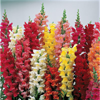 Львиный зев Antirrhinum liberty classic Mix (10 семян)