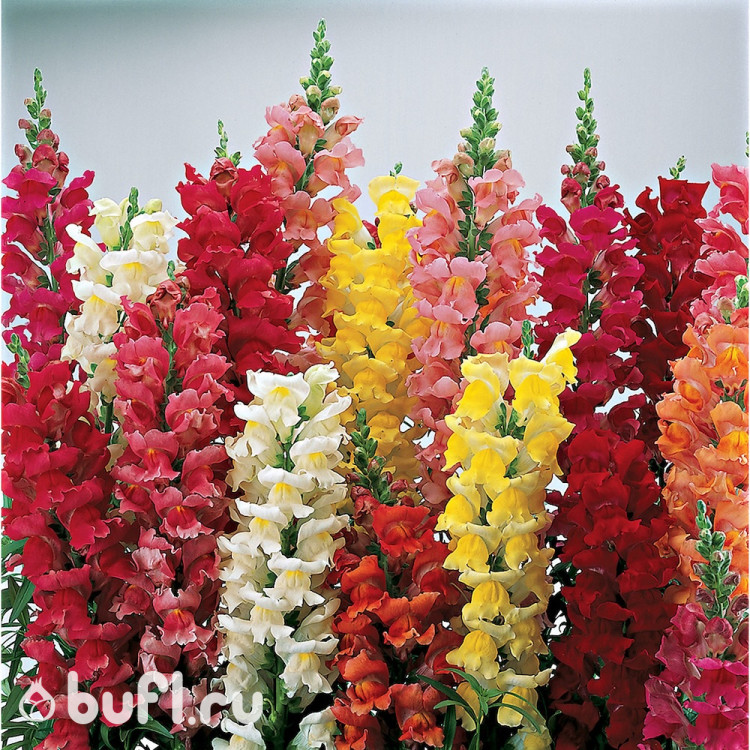Львиный зев Antirrhinum liberty classic Mix (10 семян)