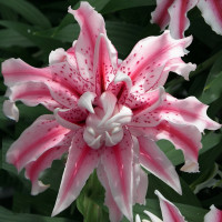 Лилия Magic Star