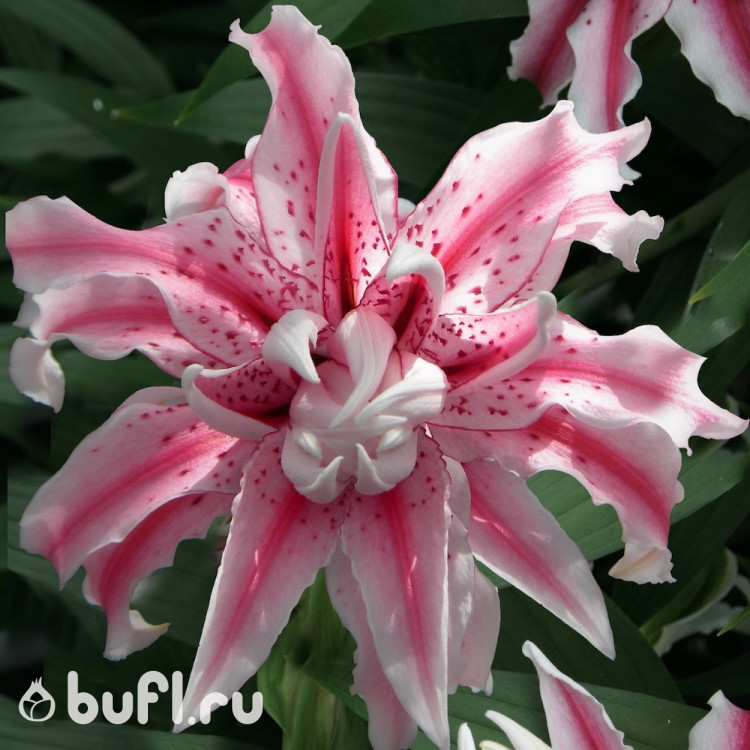 Лилия Magic Star