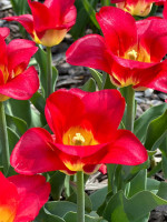 Тюльпан Match (5 луковиц)