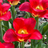 Тюльпан Match (5 луковиц)