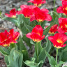 Тюльпан Match (5 луковиц)