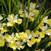 Ирис Сибирский Yellow Tail