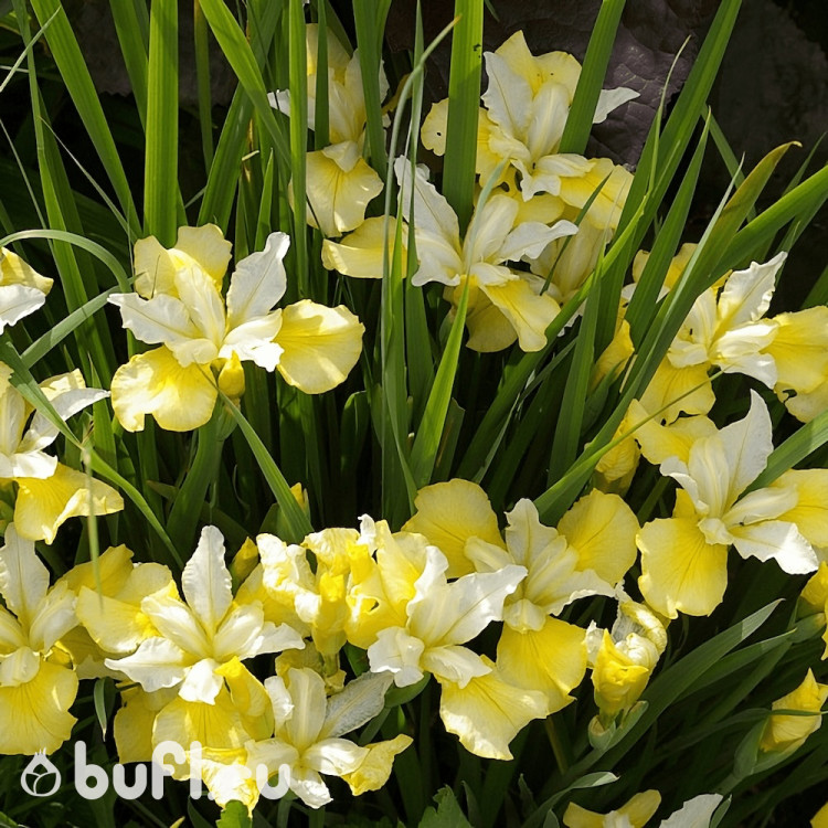 Ирис Сибирский Yellow Tail Ирис Сибирский Yellow Tail