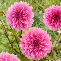 Георгин (Dahlia) Arthur Hambley 