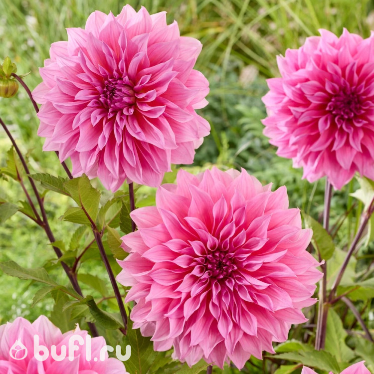 Георгин (Dahlia) Arthur Hambley 