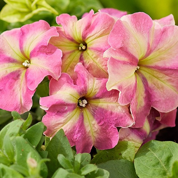 Петуния Multiflora Shake Strawberry (семена 10 шт.)