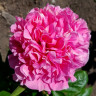 Пион Карнейшен Букет (Carnation Bouquet)