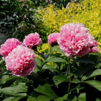 Пион Карнейшен Букет (Carnation Bouquet)