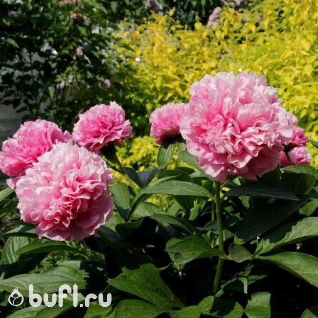 Пион Карнейшен Букет (Carnation Bouquet)