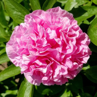 Пион Карнейшен Букет (Carnation Bouquet)