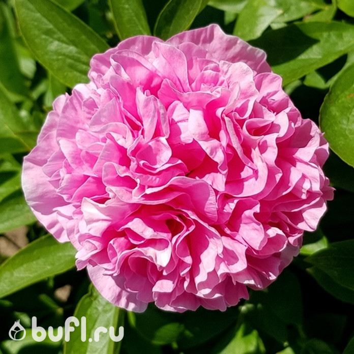 Пион Карнейшен Букет (Carnation Bouquet)