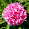 Пион Карнейшен Букет (Carnation Bouquet)