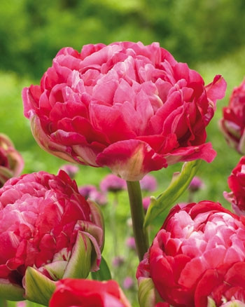 Луковицы тюльпанов Up Pink 10 шт.