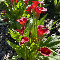 Калла Красная (клубень)