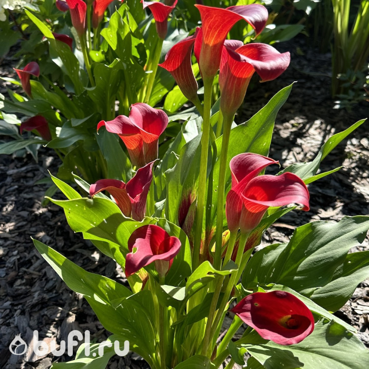 Калла Красная (клубень)