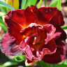 Лилейник Burgundy Love