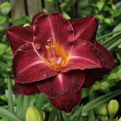 Лилейник Burgundy Love