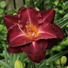 Лилейник Burgundy Love