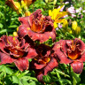 Лилейник Burgundy Love