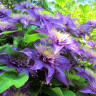 Клематис Multi Blue (группа  2)