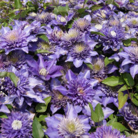 Клематис Multi Blue