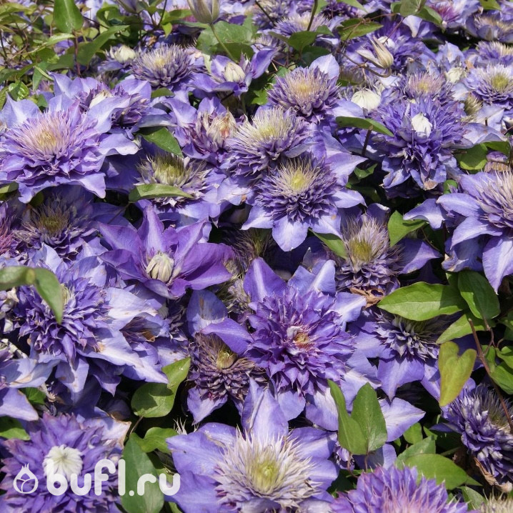 Клематис Multi Blue (группа  2)