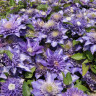 Клематис Multi Blue (группа  2)