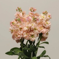 Левкой (Маттиола) Katz Apricot (семена 10 шт.)