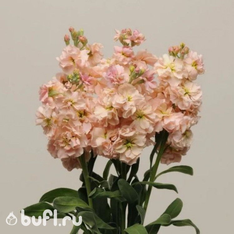 Левкой (Маттиола) Katz Apricot (семена 10 шт.)