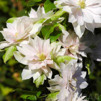 Клематис Dancing Dorien