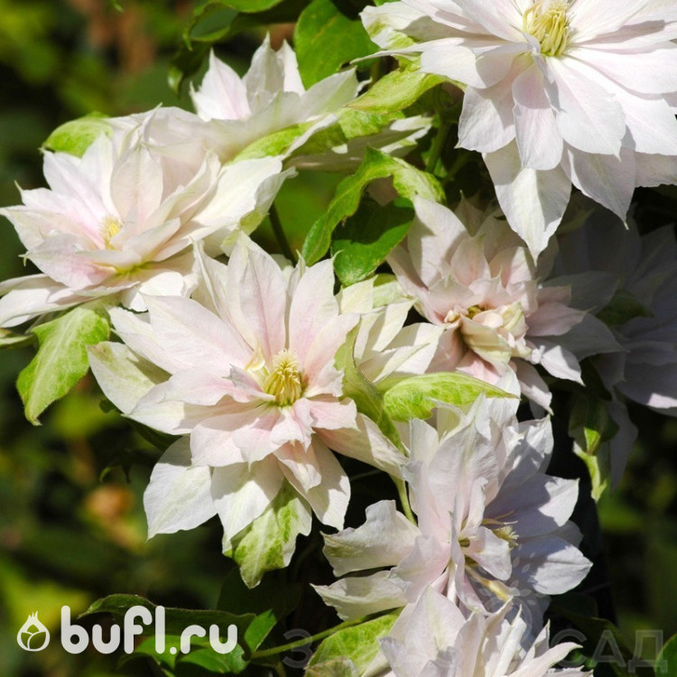 Клематис Dancing Dorien